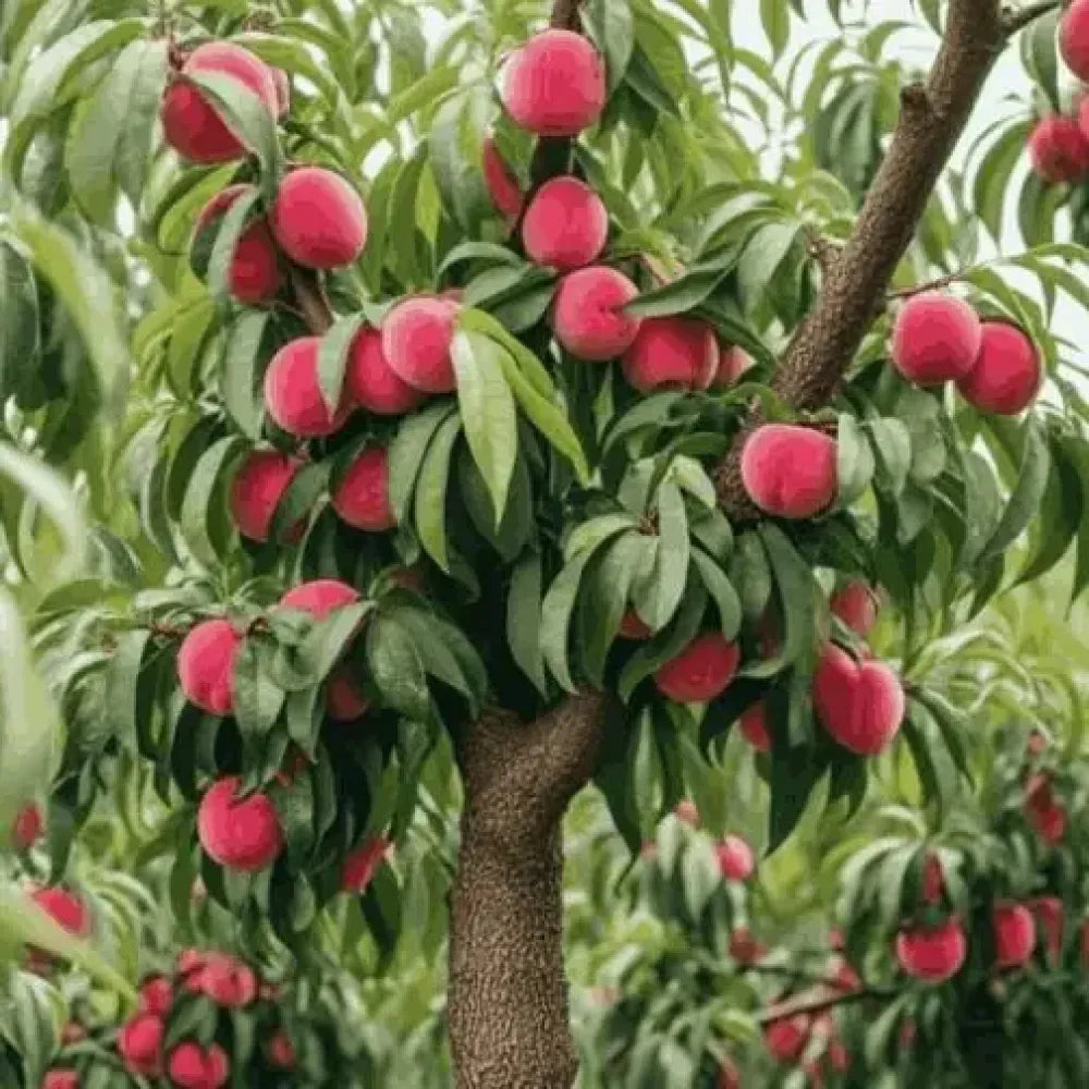 Juicy peach tree seeds