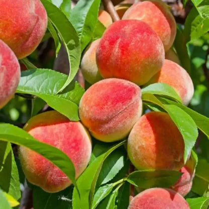 Juicy peach tree seeds - gardening