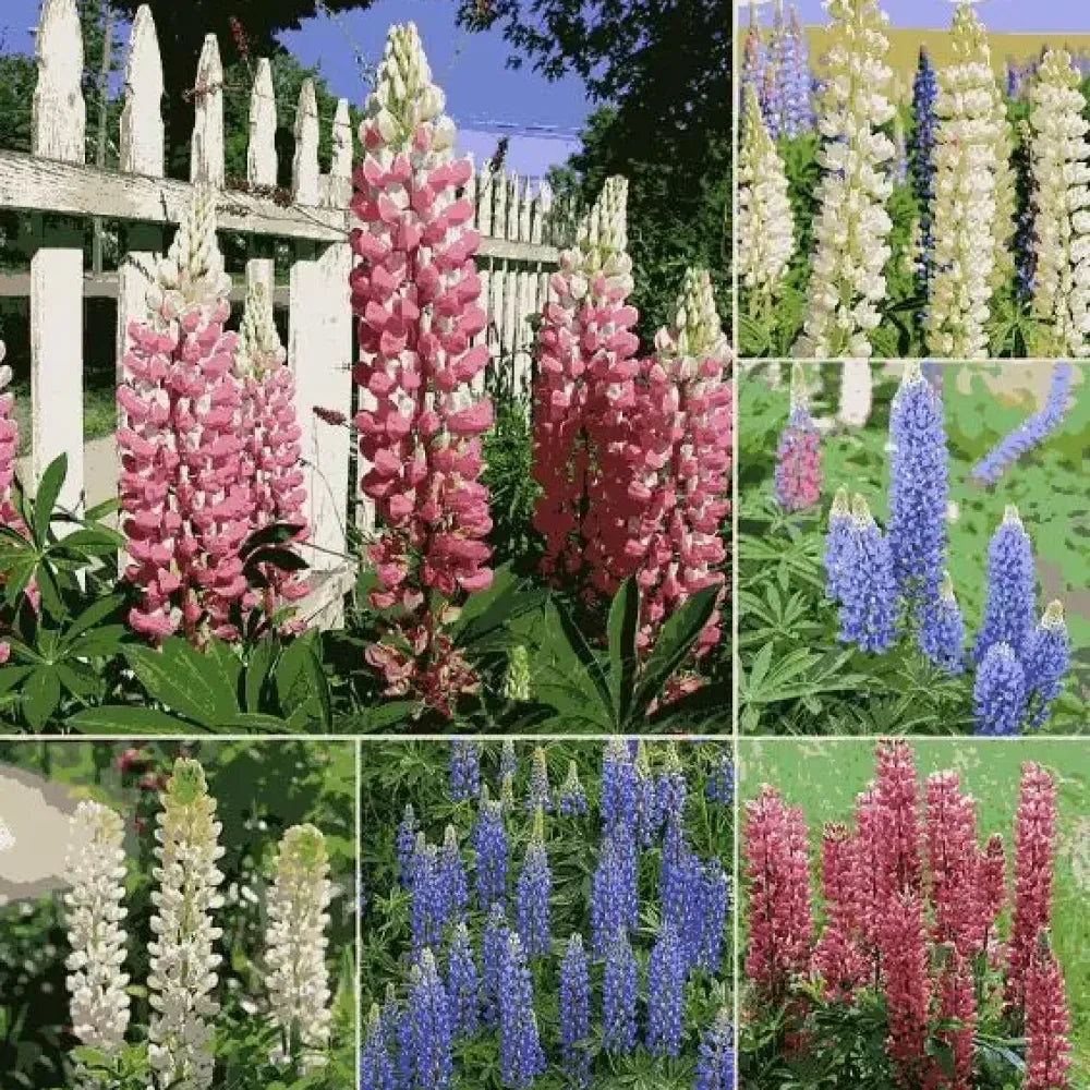 Lupine flowering seed pack - gardening