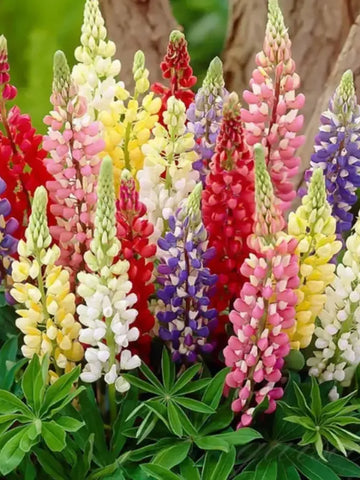 Lupine Flowering Seed Pack