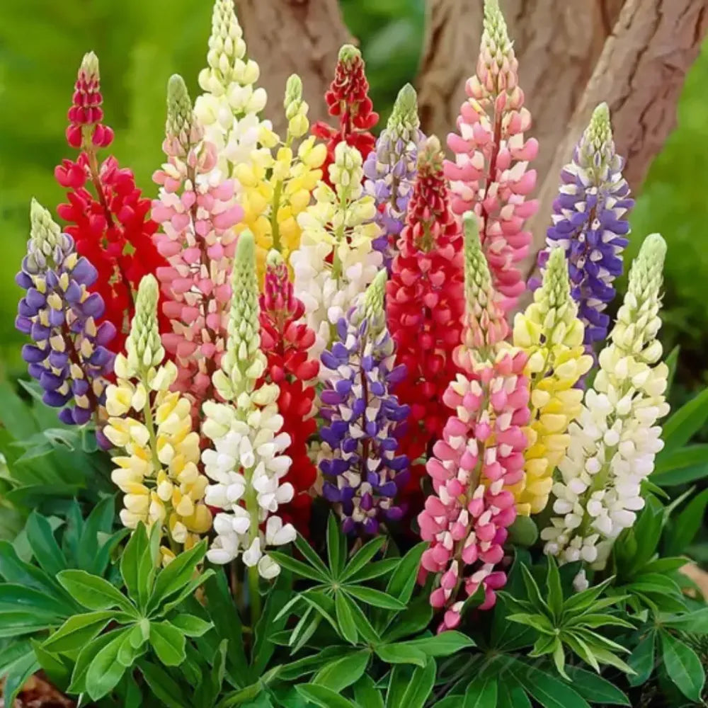Lupine flowering seed pack - gardening