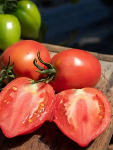 Mango Honey Tomato Seeds