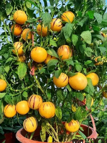 Medicinal Ginseng Fruit Seeds