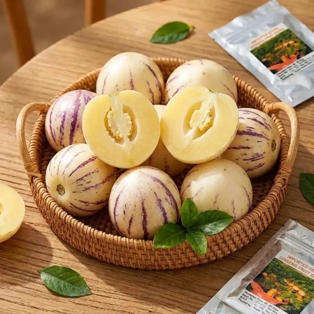 Medicinal ginseng fruit seeds - gardening