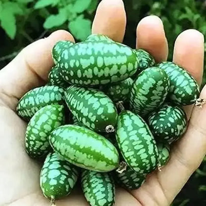 Mini thumb watermelon seeds – pack of 1