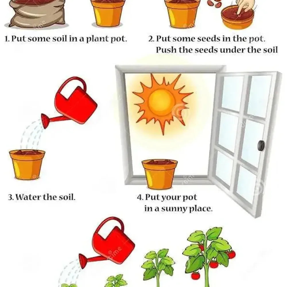 Mini thumb watermelon seeds – pack of 1