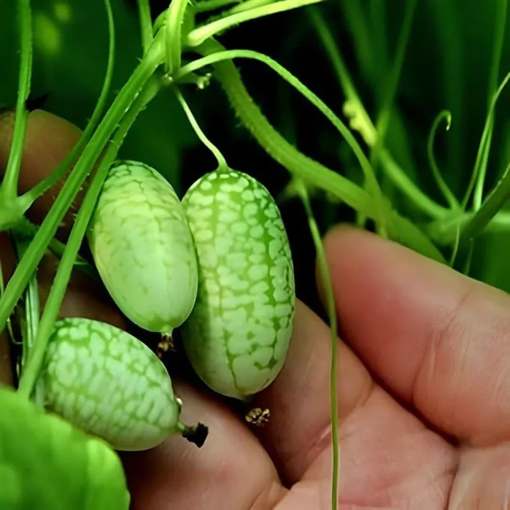 Mini thumb watermelon seeds – pack of 1