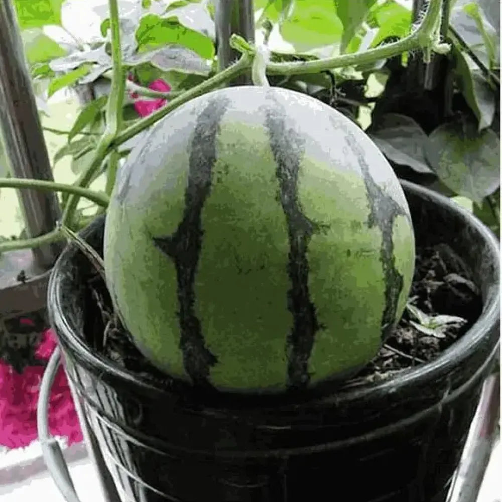 Mini watermelon seed pack - gardening