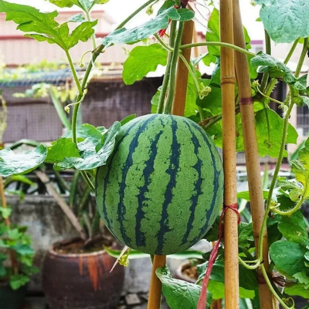 Mini watermelon seed pack - gardening
