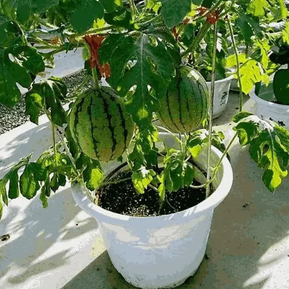 Mini watermelon seed pack - gardening