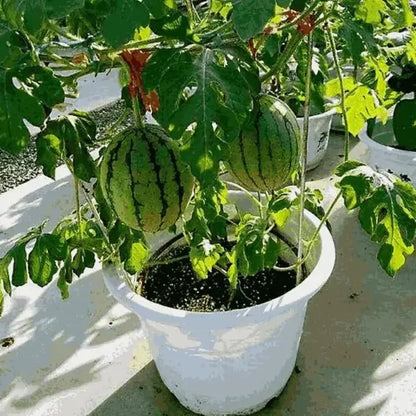Mini watermelon seed pack - gardening
