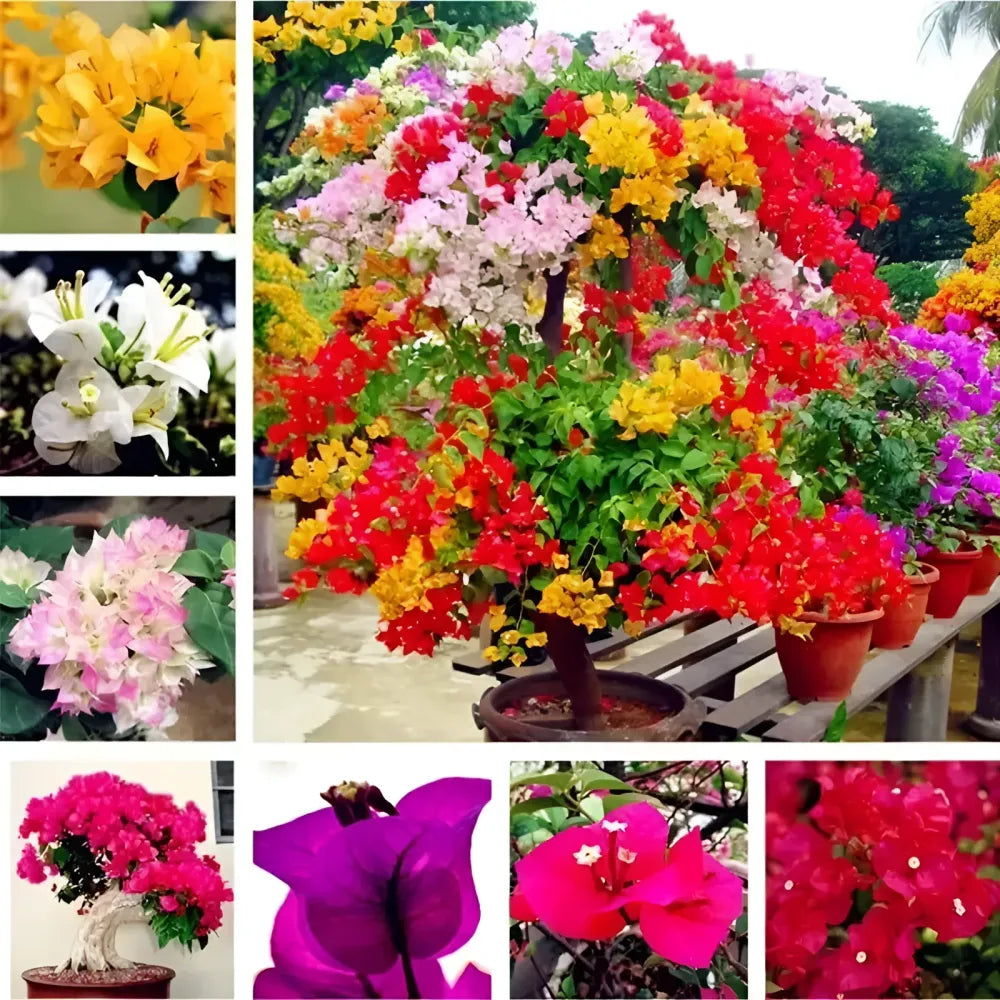 Mixed color bougainvillea seeds