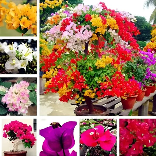 Mixed color bougainvillea seeds - summer product