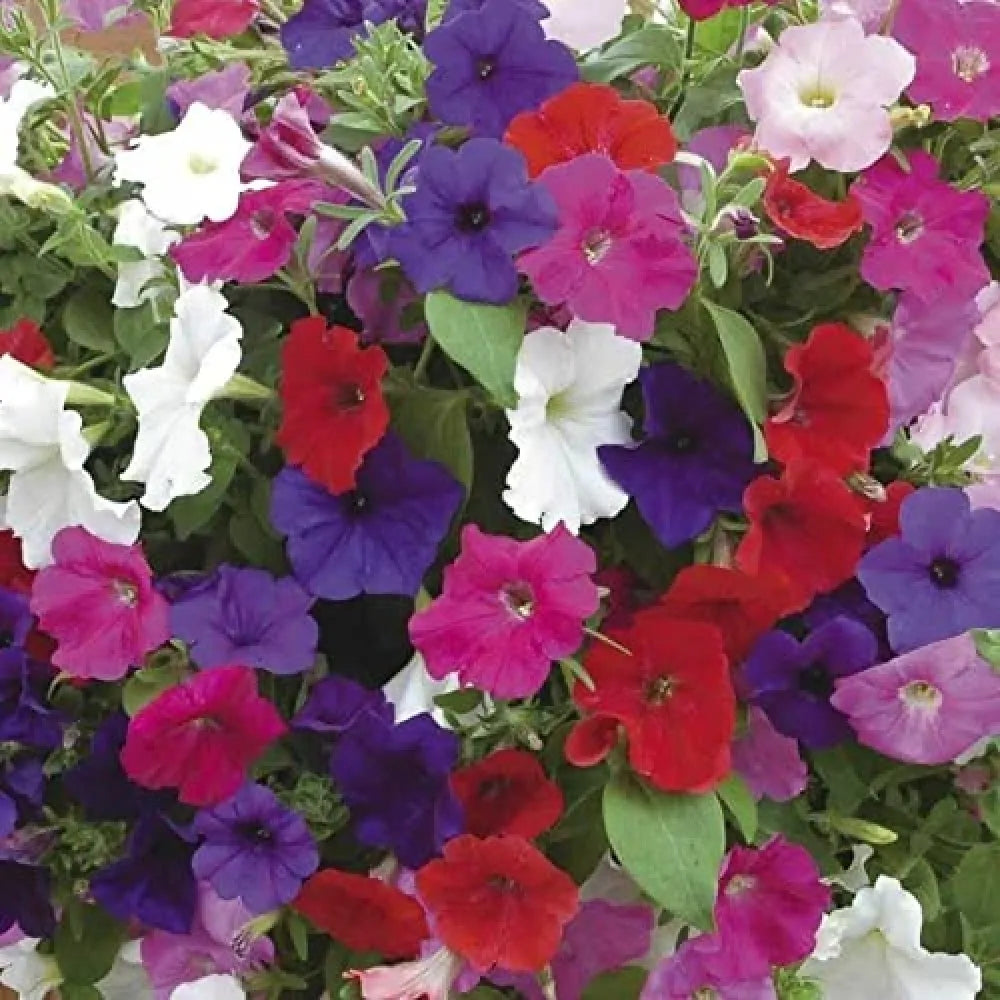 Morning glory mix flower seeds