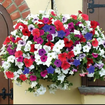 Morning glory mix flower seeds