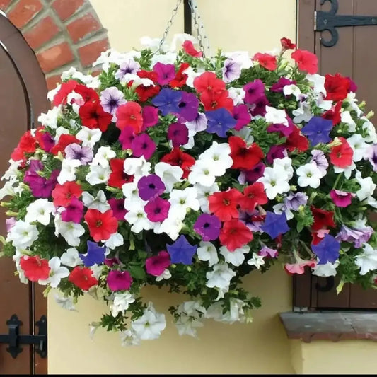 Morning glory mix flower seeds
