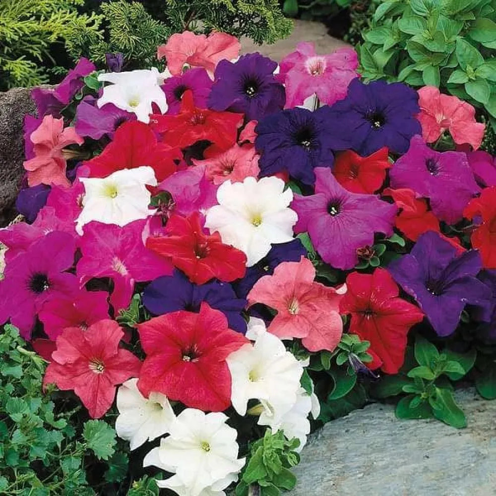 Morning glory mix flower seeds
