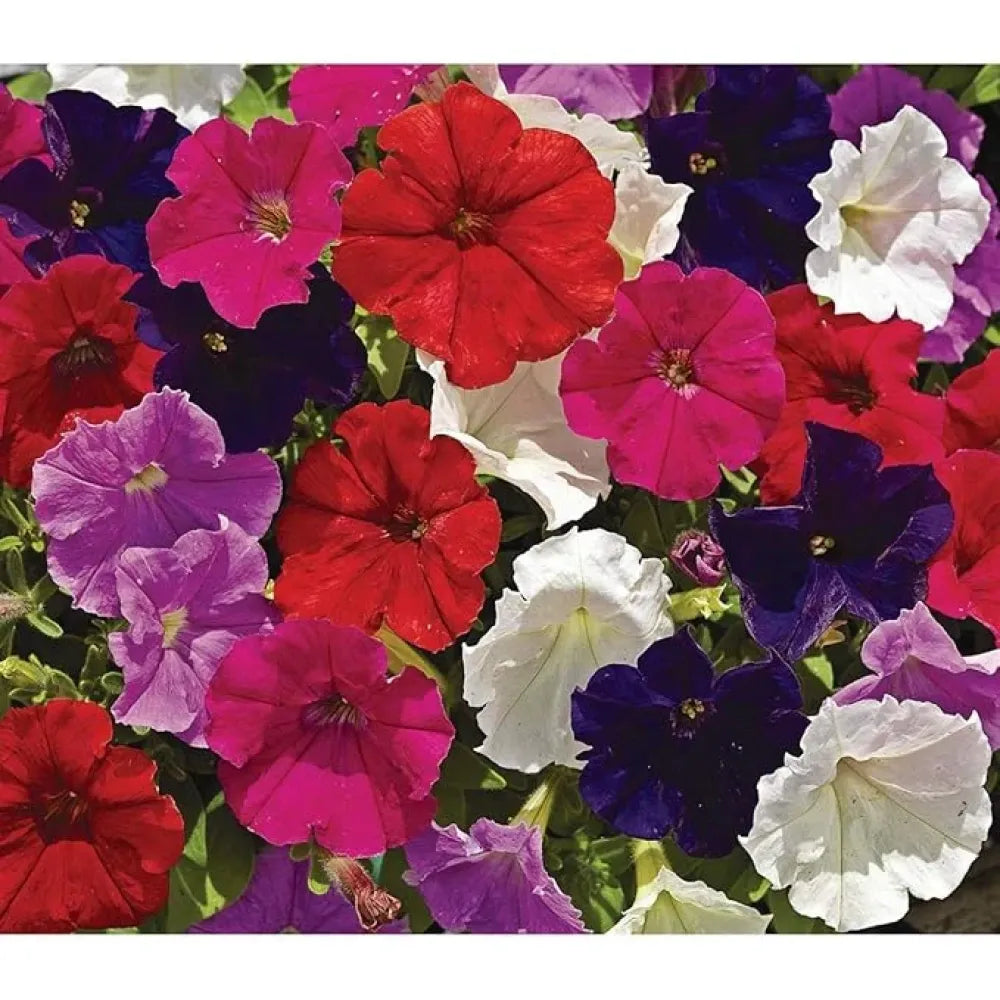 Morning glory mix flower seeds