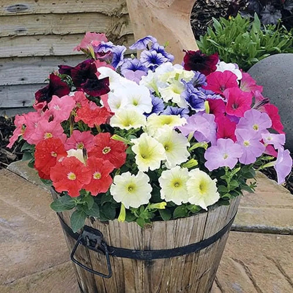 Morning glory mix flower seeds