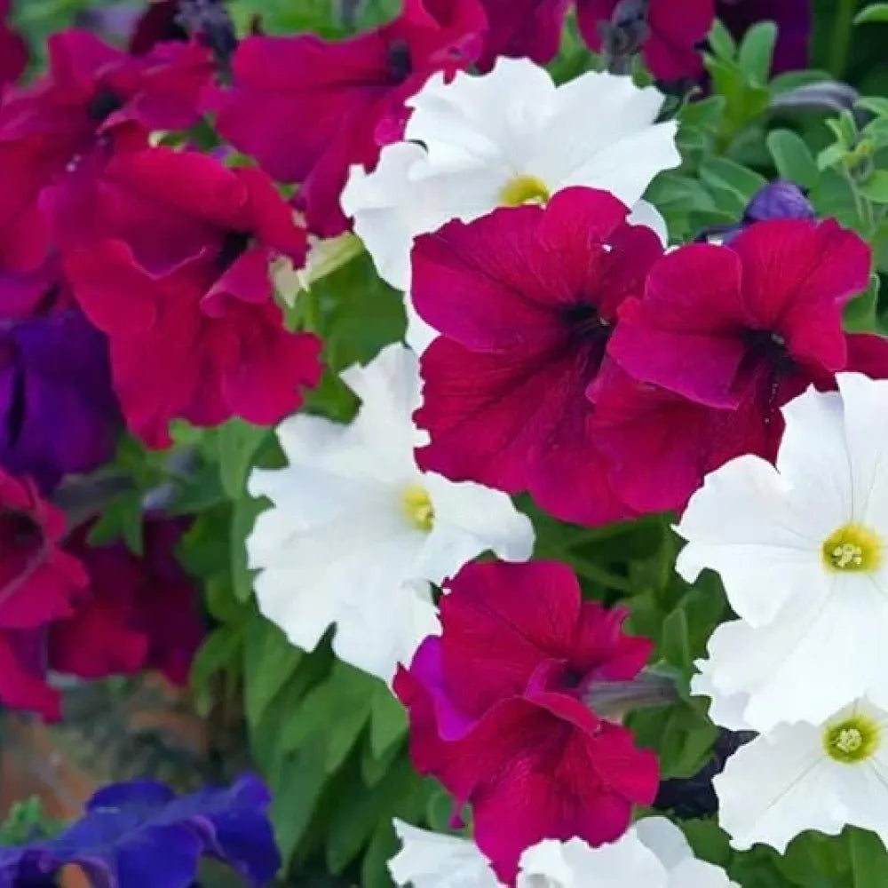 Morning glory mix flower seeds