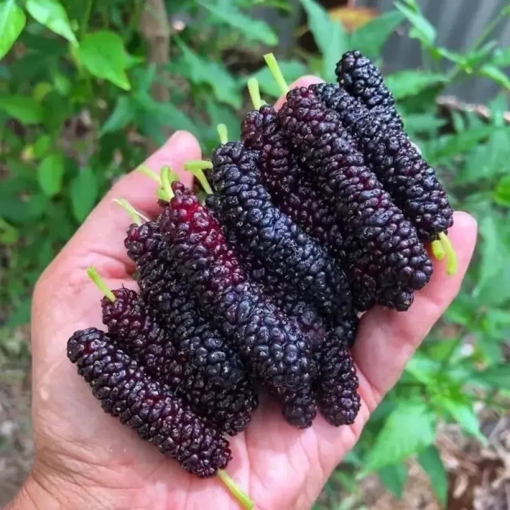 Mulberry blackberry fruit mix seeds