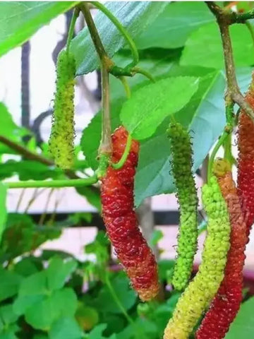 Mulberry Blackberry Fruit Mix Seeds