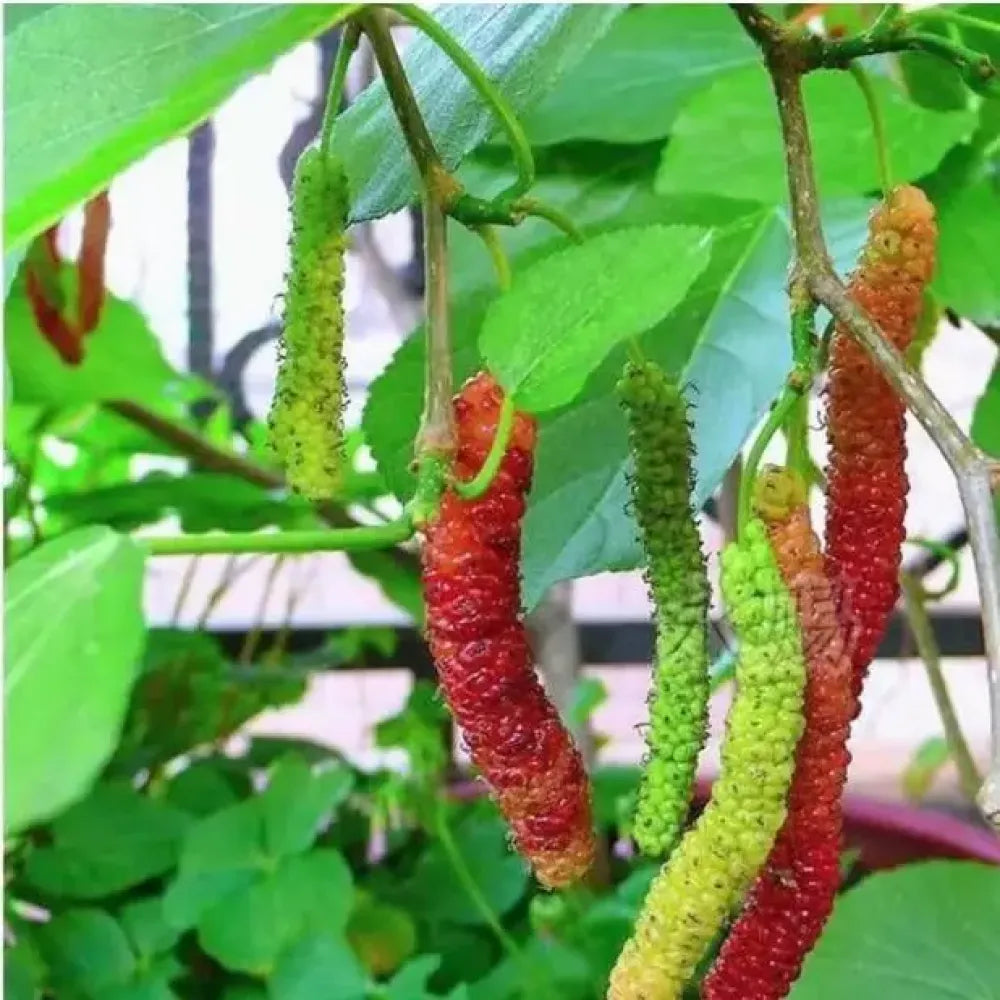 Mulberry blackberry fruit mix seeds - home essentials