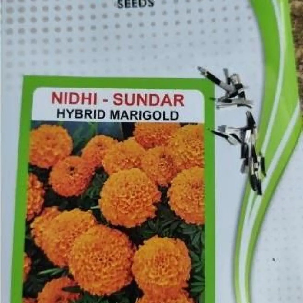 Orange marigold seeds