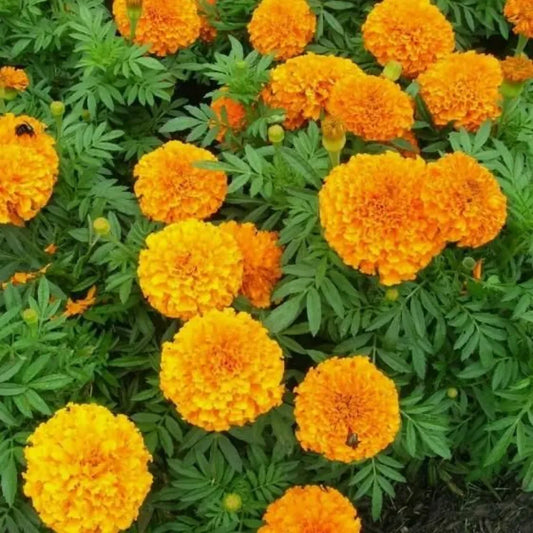 Orange marigold seeds