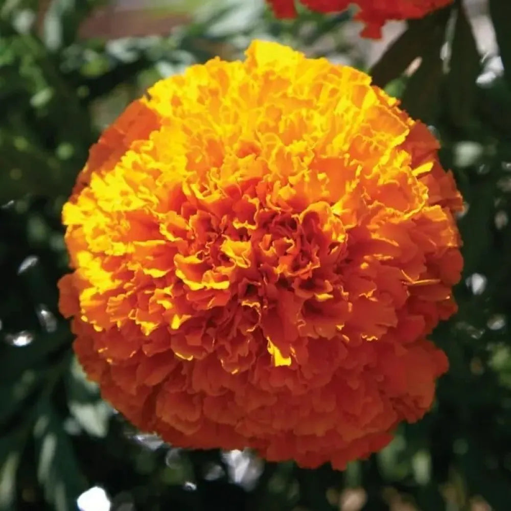 Orange marigold seeds