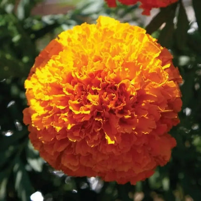 Orange marigold seeds