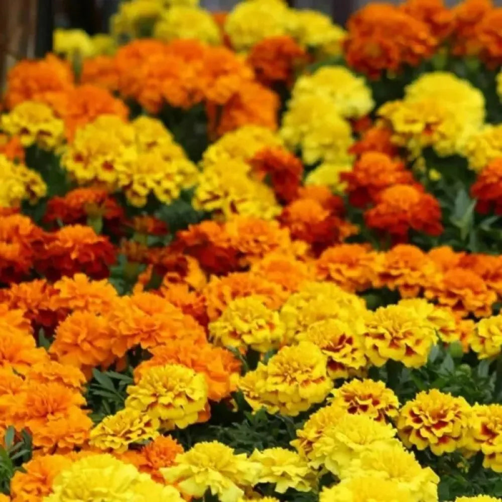 Orange marigold seeds