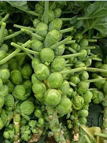 Organic Brussels Sprouts Seeds