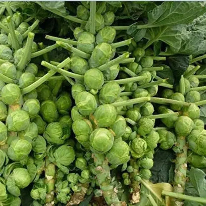 Organic brussels sprouts seeds - gardening