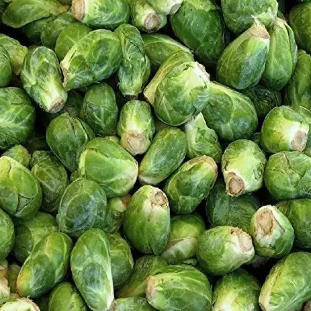 Organic brussels sprouts seeds