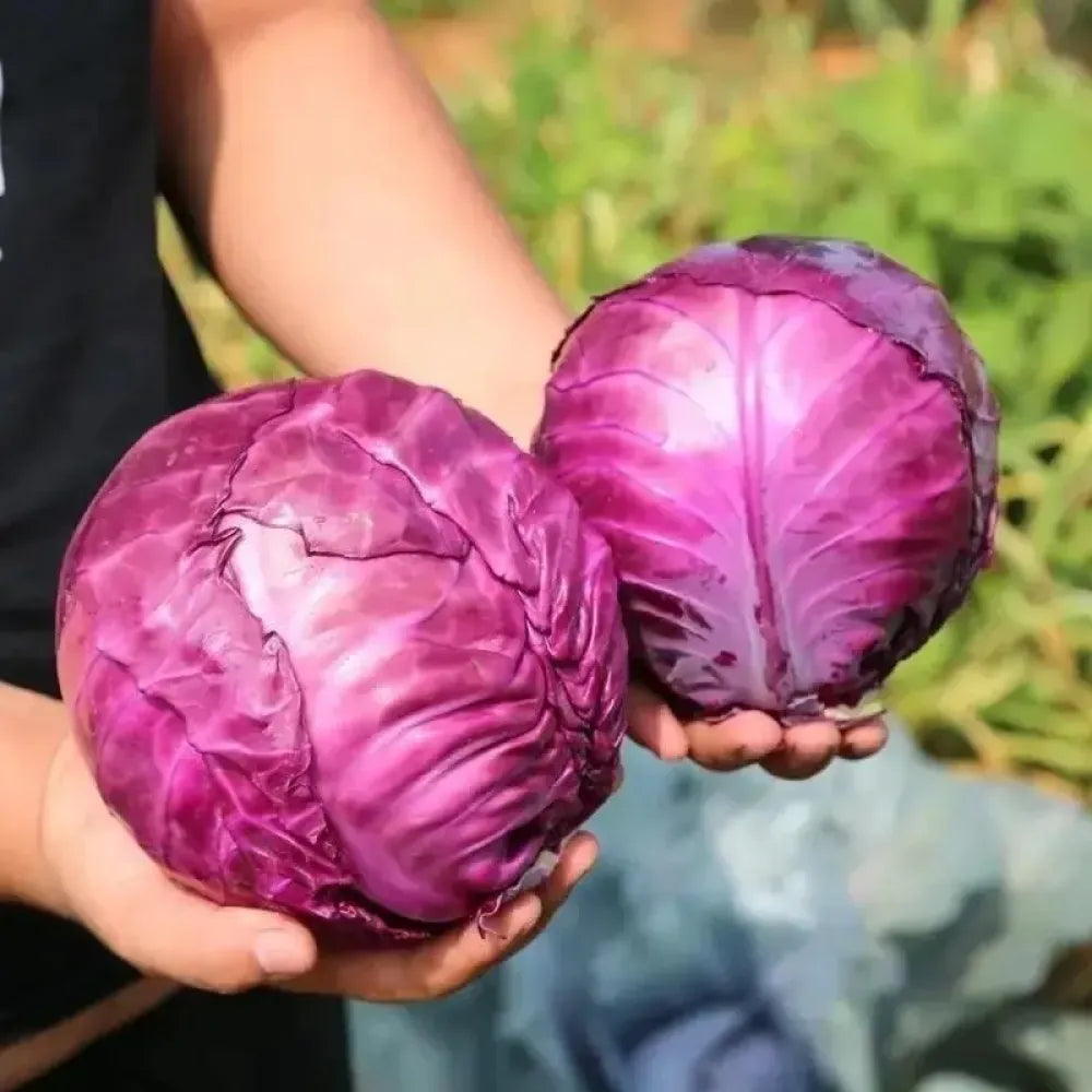 Organic cabbage seed pack - gardening