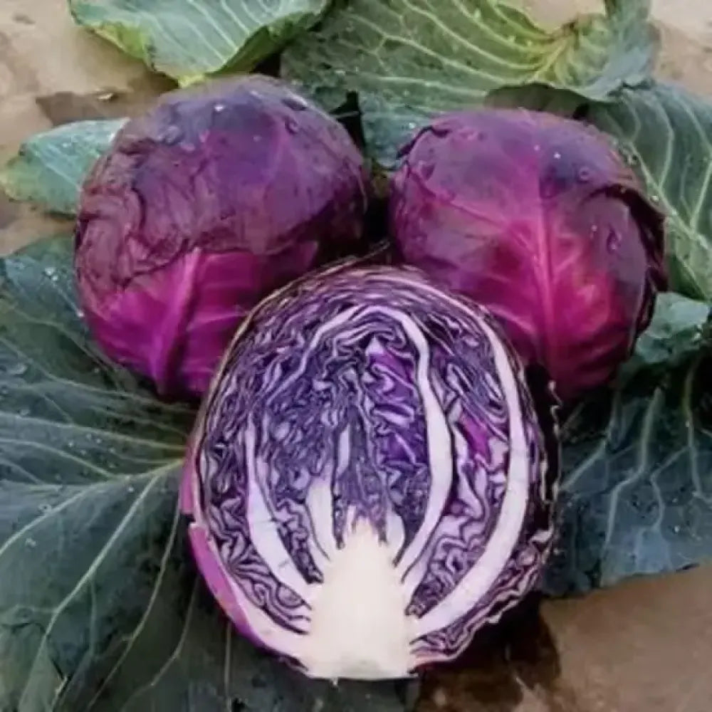 Organic cabbage seed pack - gardening