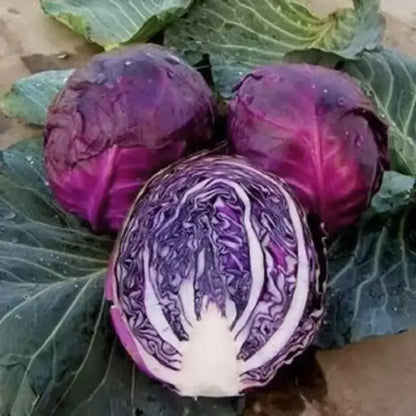 Organic cabbage seed pack - gardening