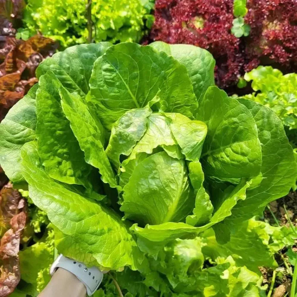 Organic lettuce seed pack