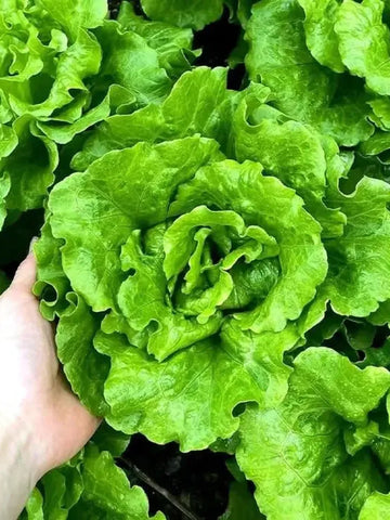 Organic Lettuce Seed Pack