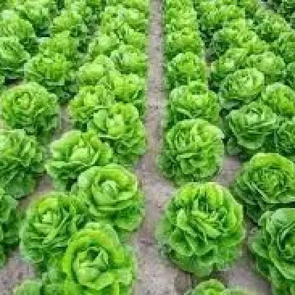 Organic lettuce seed pack - gardening