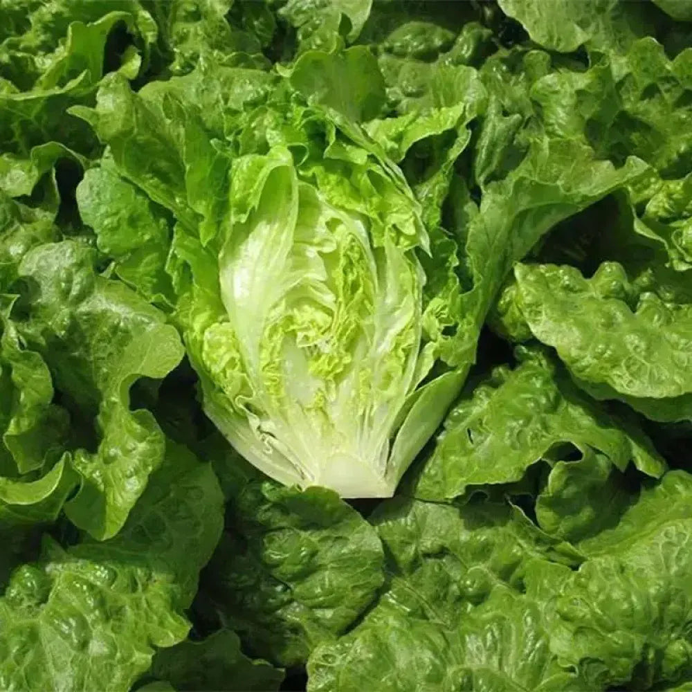 Organic lettuce seed pack - gardening