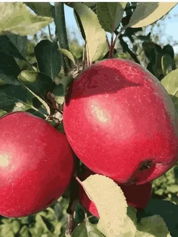 Organic Red Apple Seeds