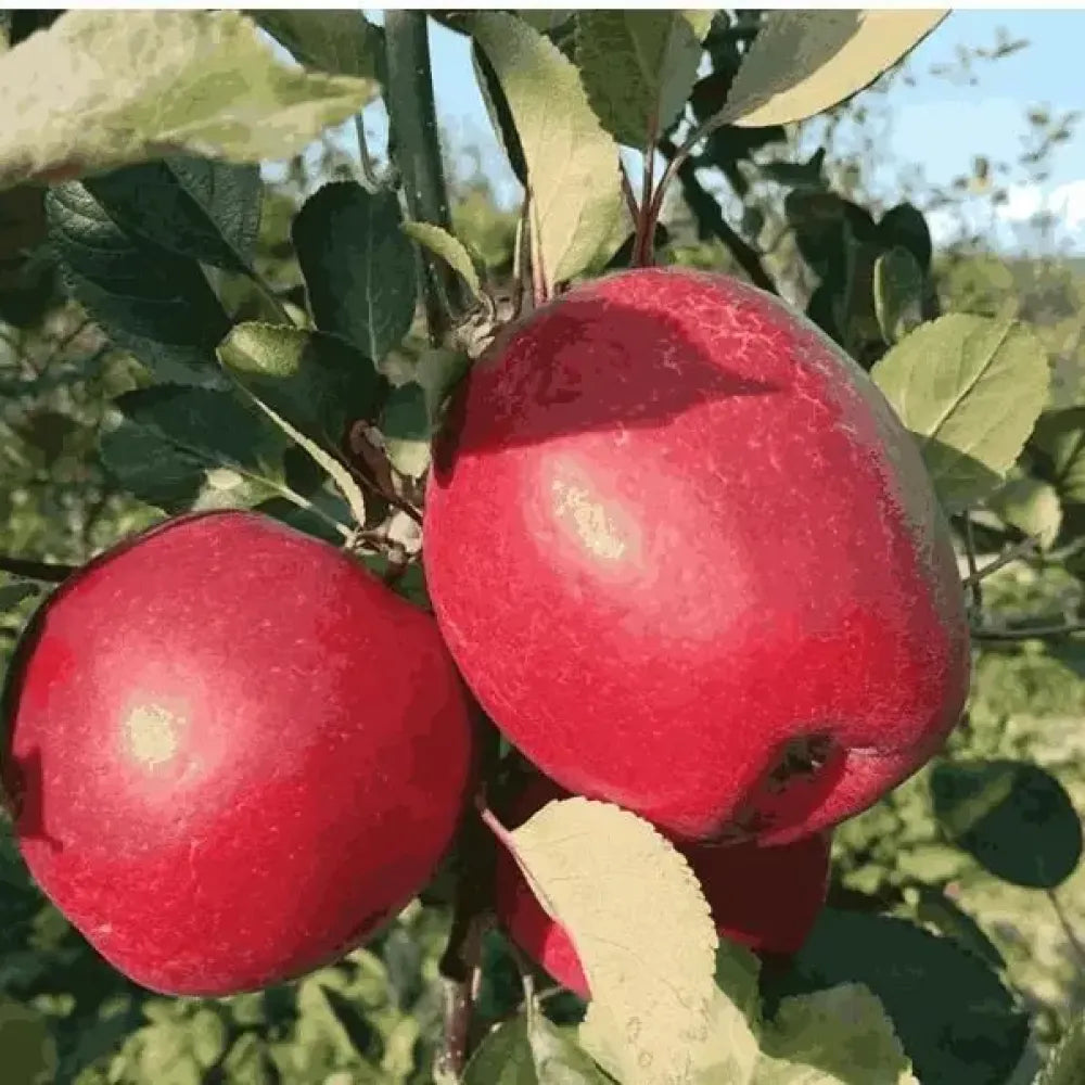 Organic red apple seeds - gardening