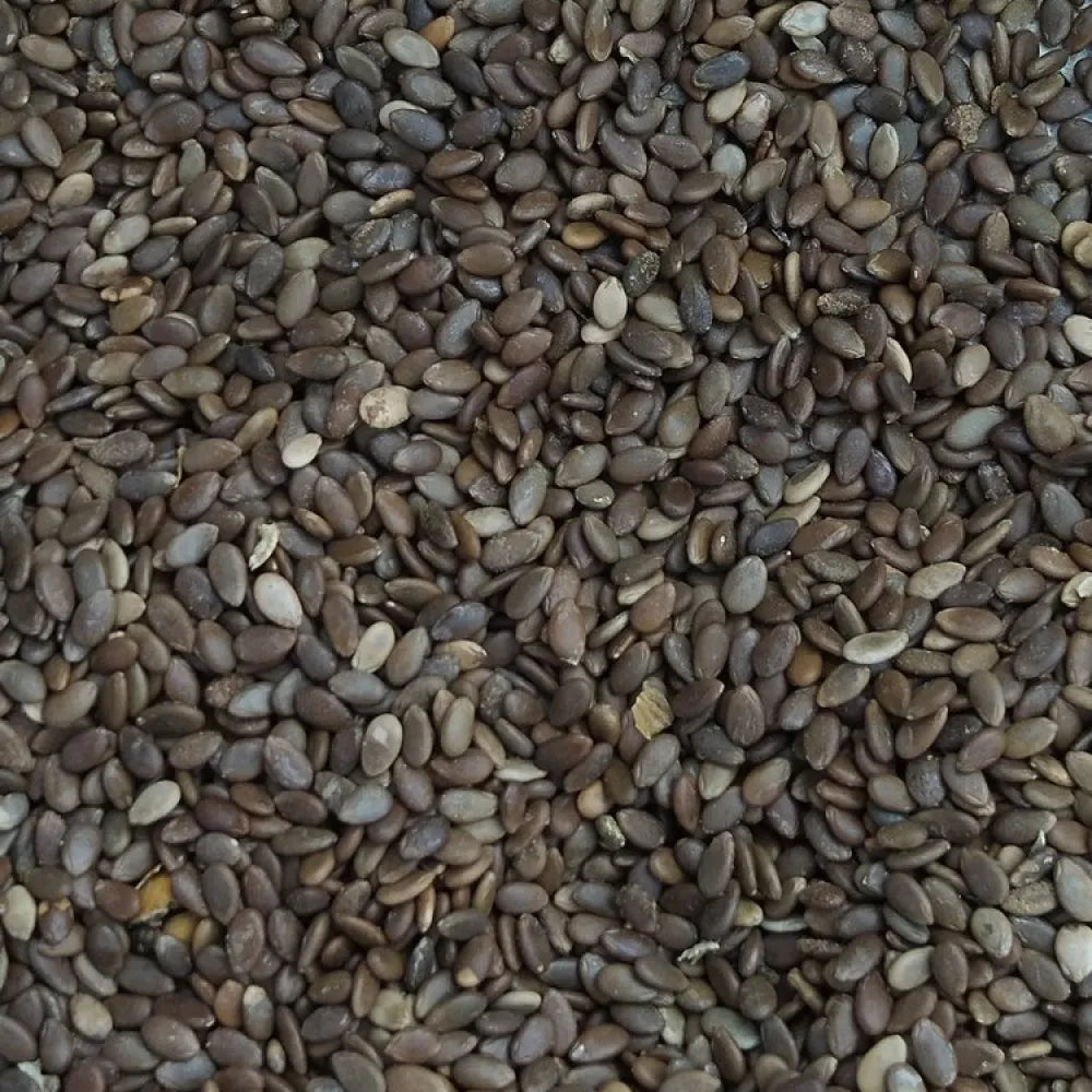Organic red apple seeds - gardening