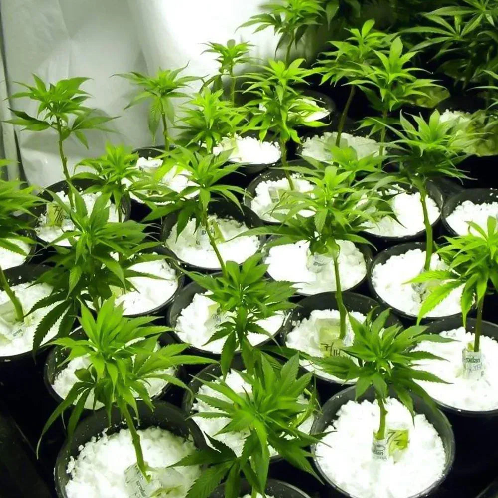 Paradise perlite soil conditioner - garden