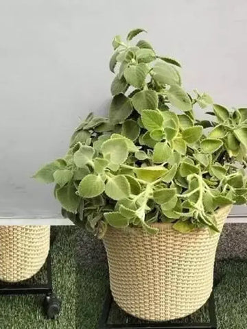 Plant Caddy with Wheels