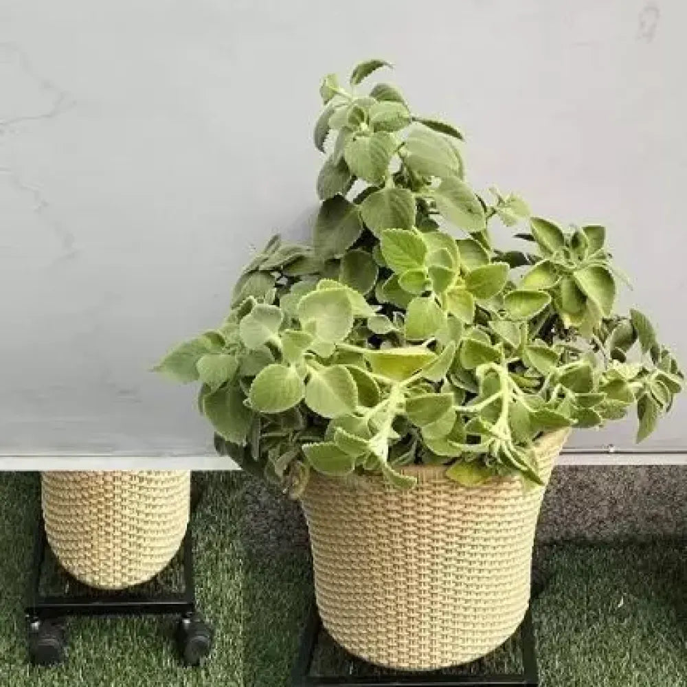 Plant caddy with wheels