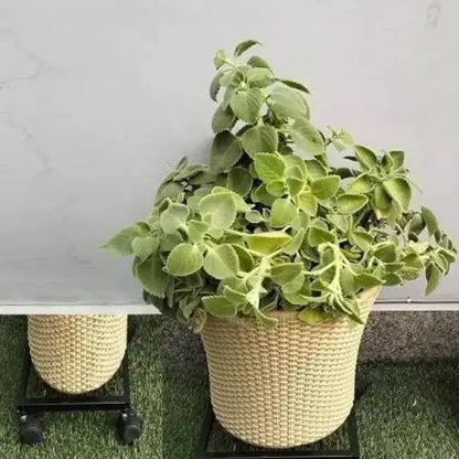 Plant caddy with wheels - home essentials