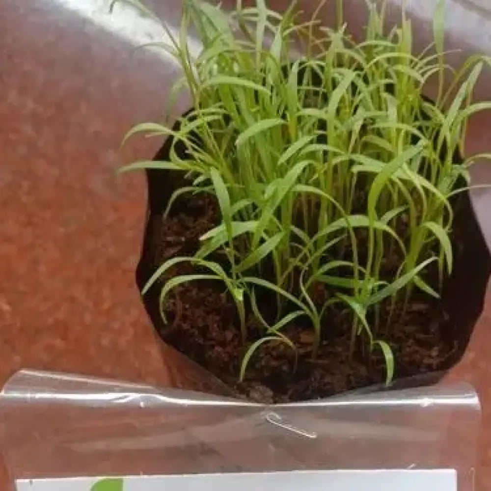 Premium carrot seeds (20) - gardening